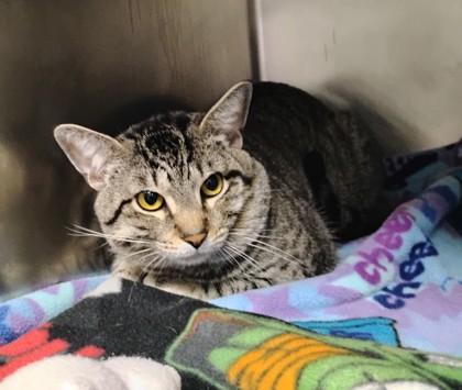 Enlarge Tiger, a Adoptable Domestic Short Hair in Jamestown, NY image 1/3