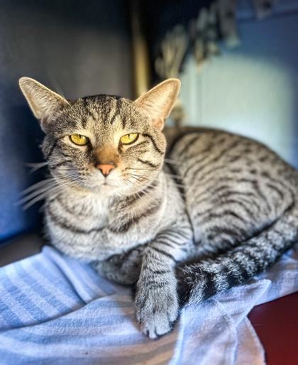Enlarge Tiger, a Adoptable Domestic Short Hair in Jamestown, NY image 2/3