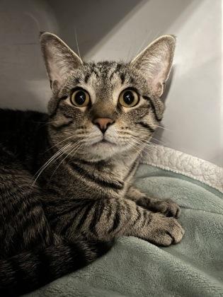 Enlarge Tiger, a Adoptable Domestic Short Hair in Jamestown, NY image 3/3