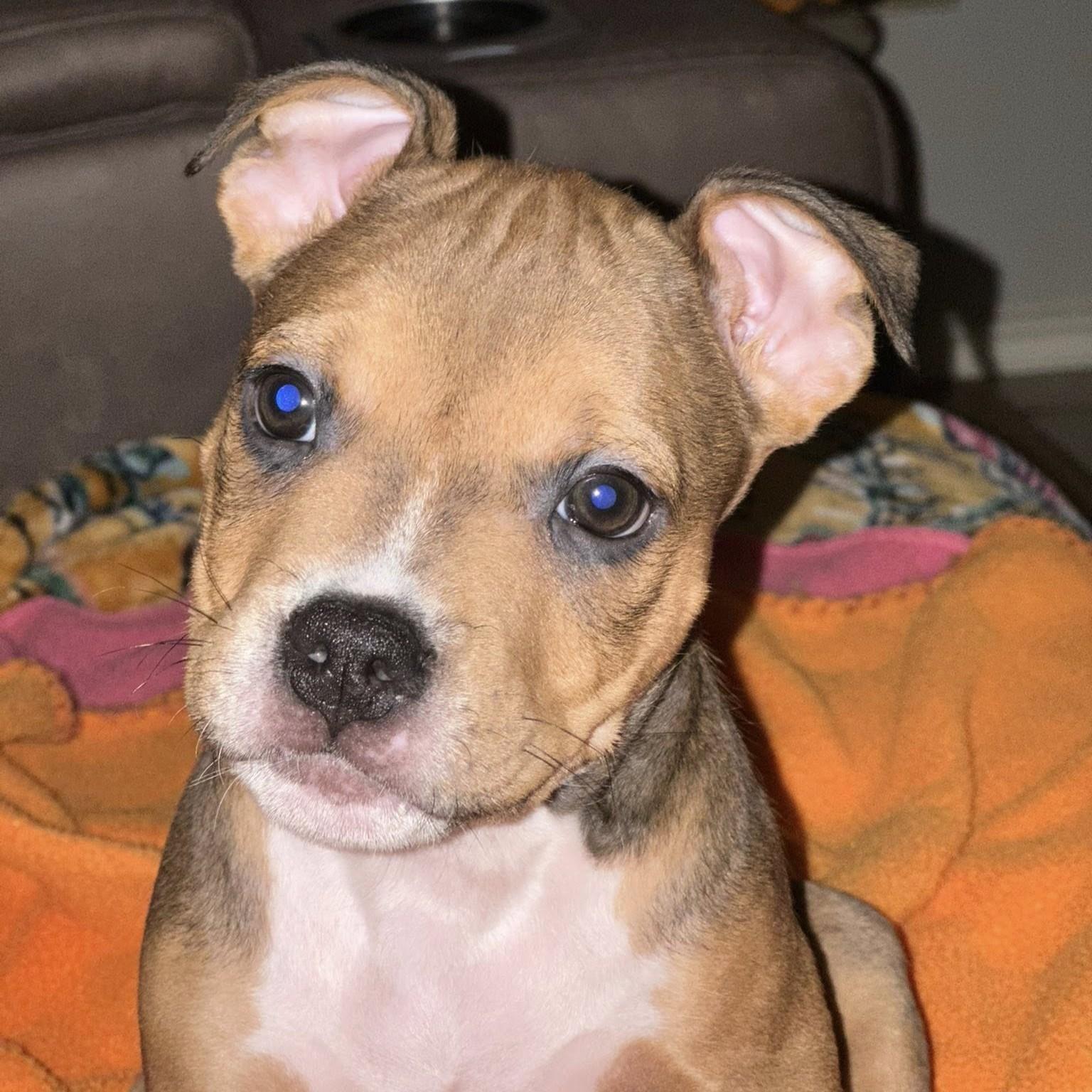 Enlarge Rain, an adopted mixed breed in Austin, TX image 3/3