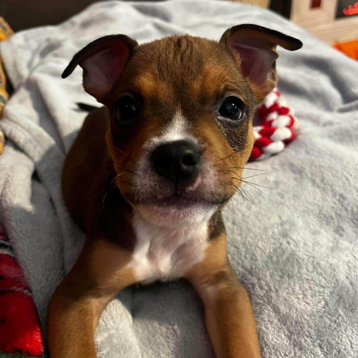 Enlarge Rain, an adopted mixed breed in Austin, TX image 1/3
