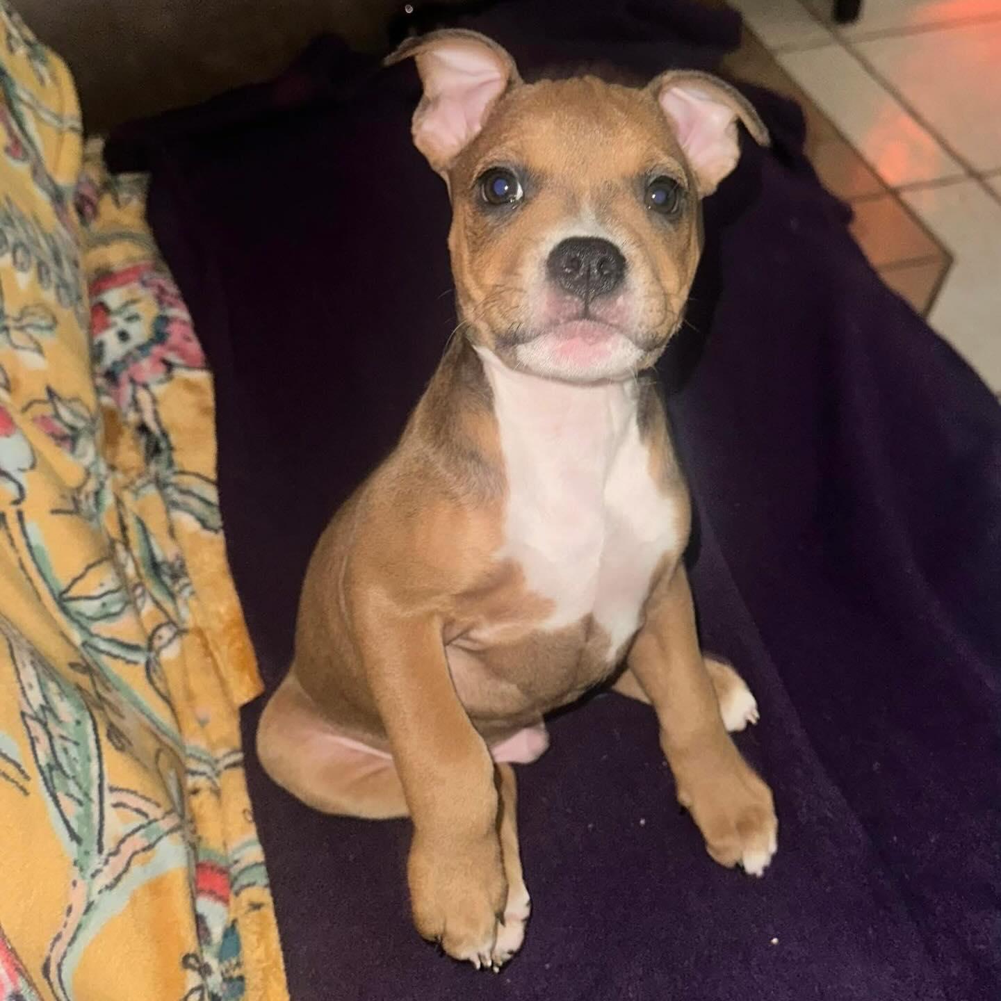 Enlarge Rain, an adopted mixed breed in Austin, TX image 2/3