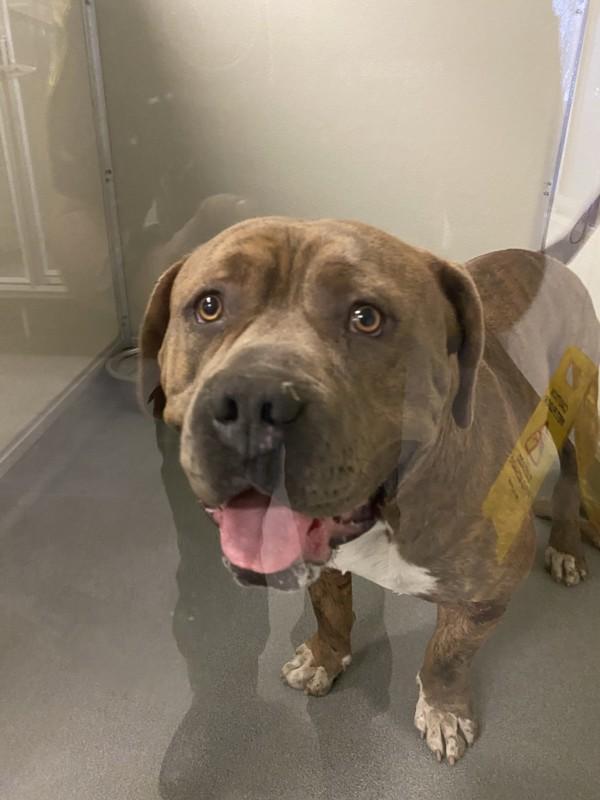 Chunk, Adoptable, Adult Male American Bulldog.