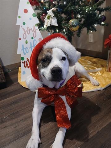 SADIE, Adoptable, Adult Female Pit Bull Terrier & Mixed Breed.