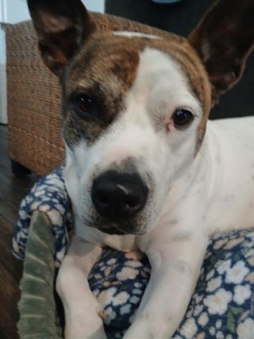 Enlarge SADIE, a Adoptable mixed breed in Houston, TX image 2/2