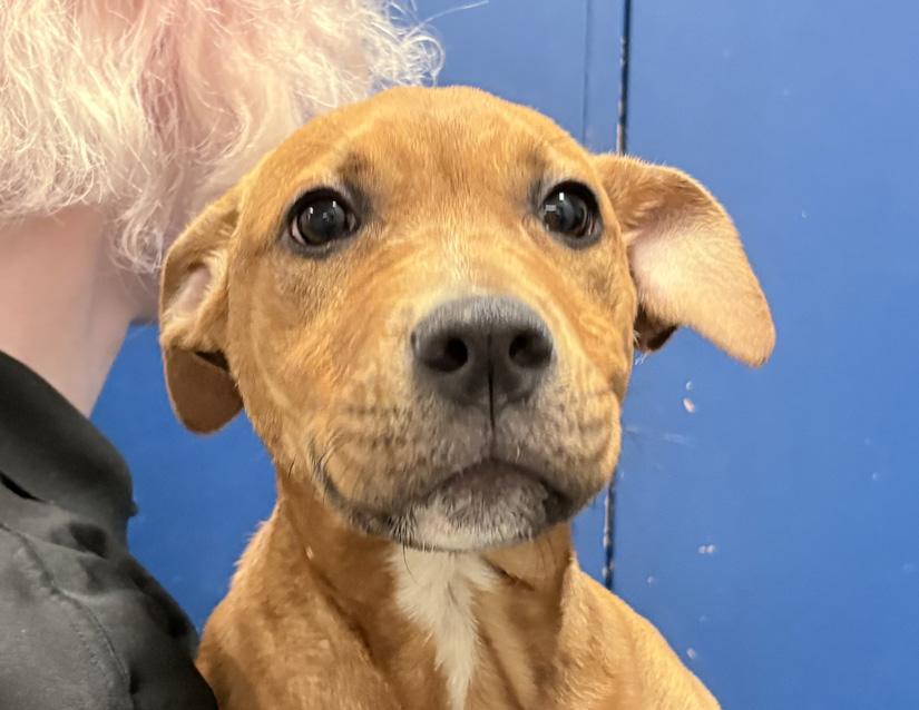 Clifford, ADOPTABLE, Puppy Male Rhodesian Ridgeback & Pit Bull Terrier.