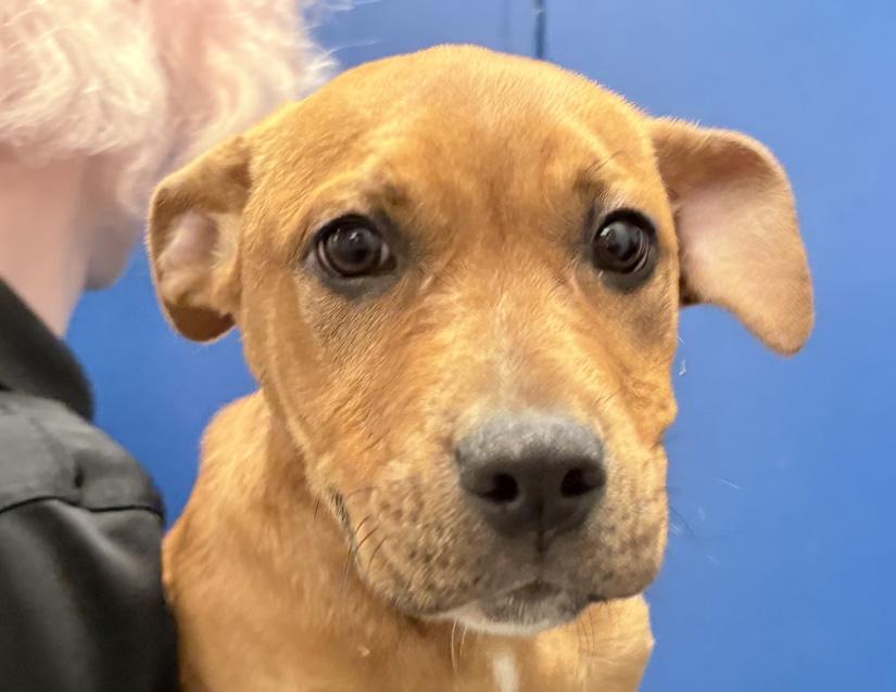Enlarge Clifford, a ADOPTABLE mixed breed in Columbus, IN image 3/3