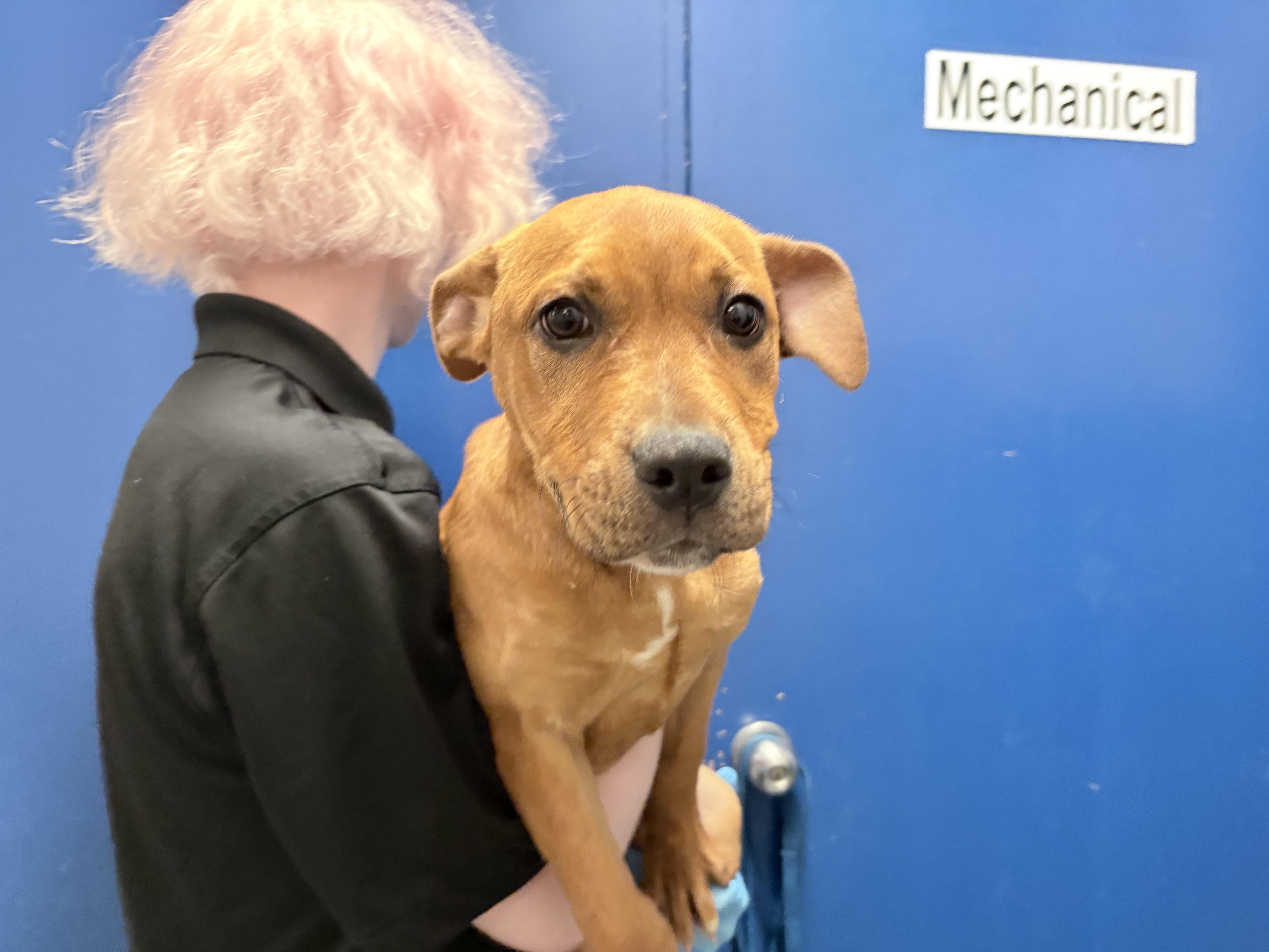 Enlarge Clifford, a ADOPTABLE mixed breed in Columbus, IN image 2/3