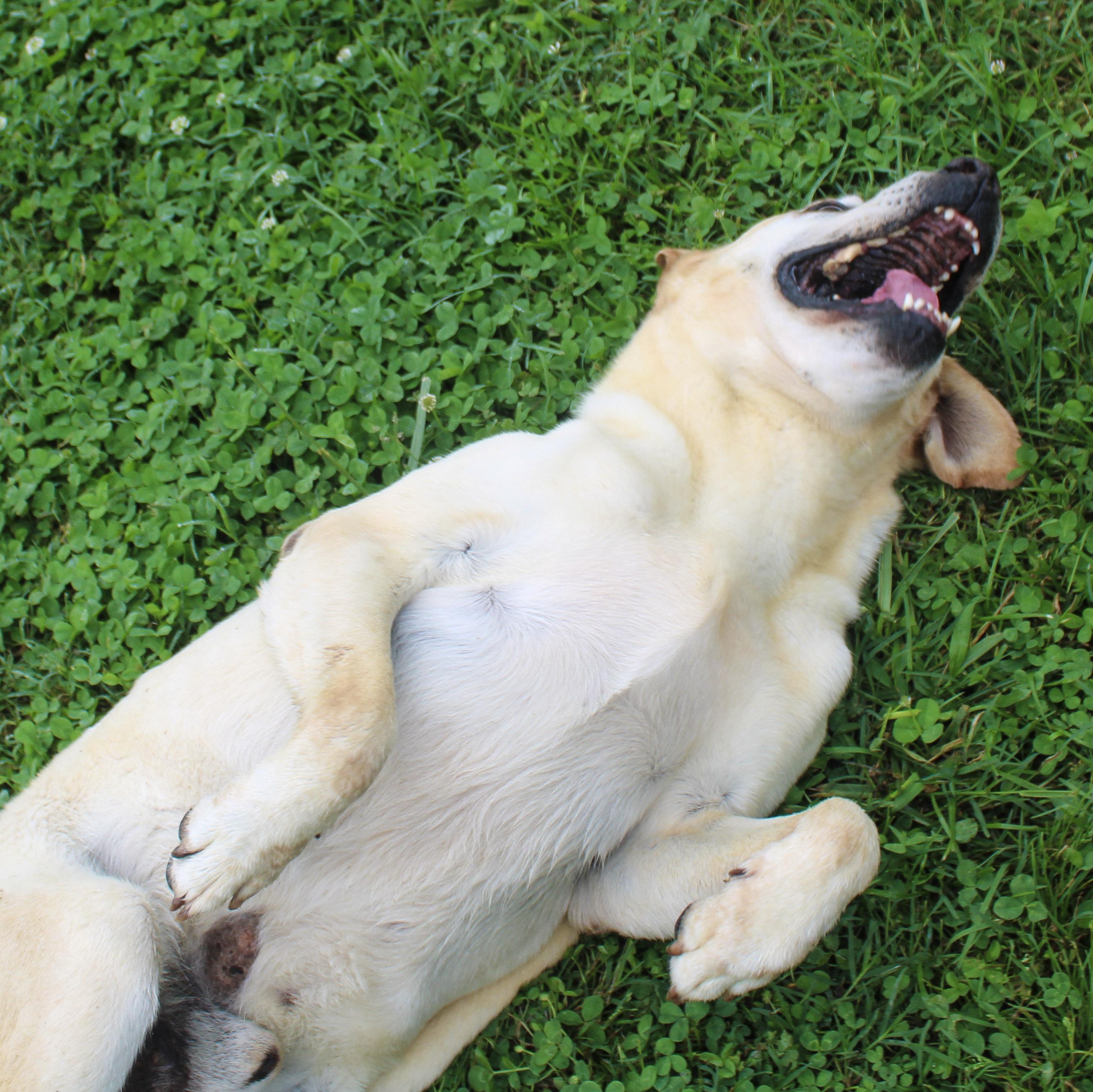Smartie, adoptable, Senior Male Labrador Retriever.