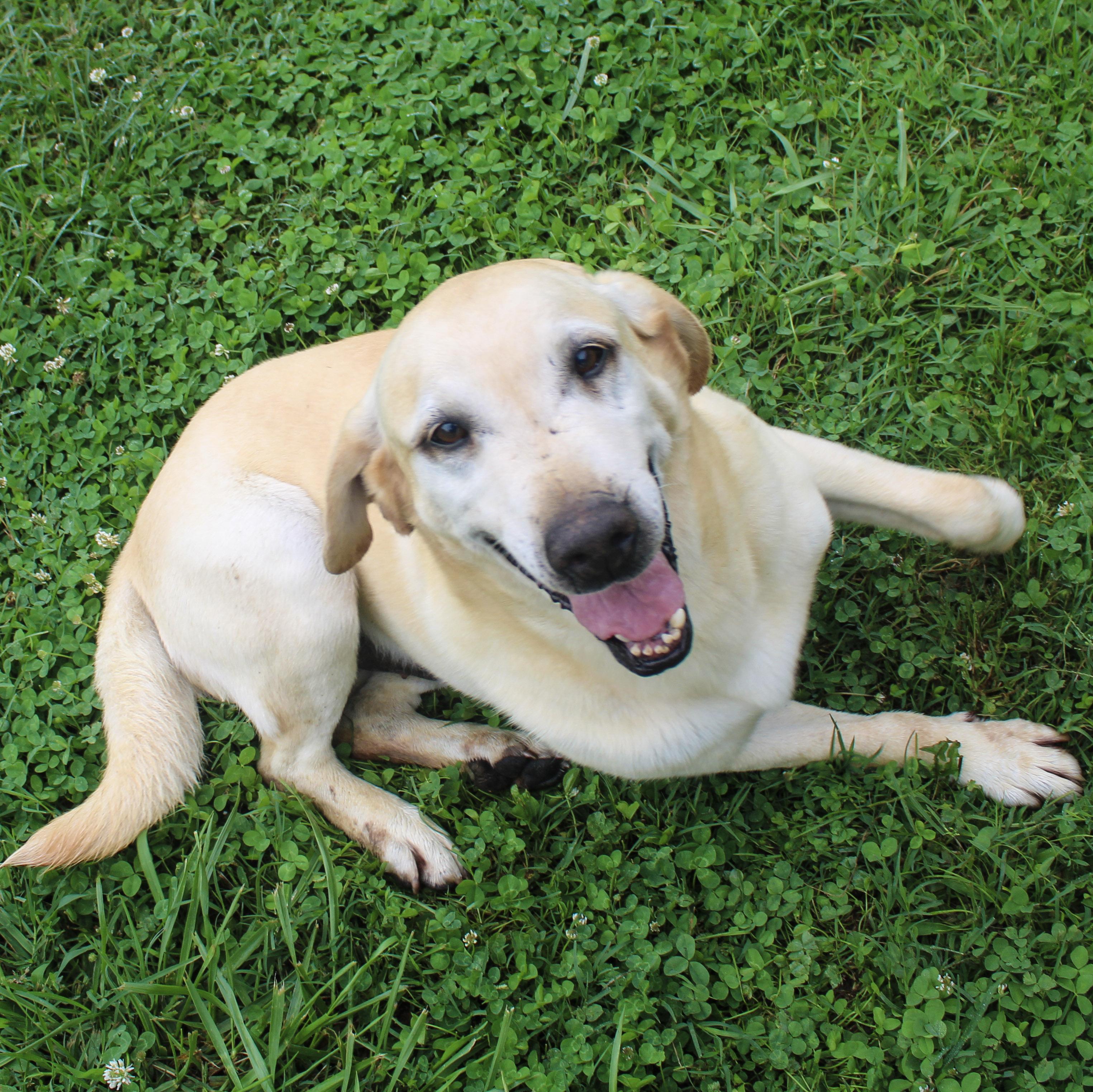 Smartie, an adoptable Labrador Retriever in Neosho, MO image 2/4