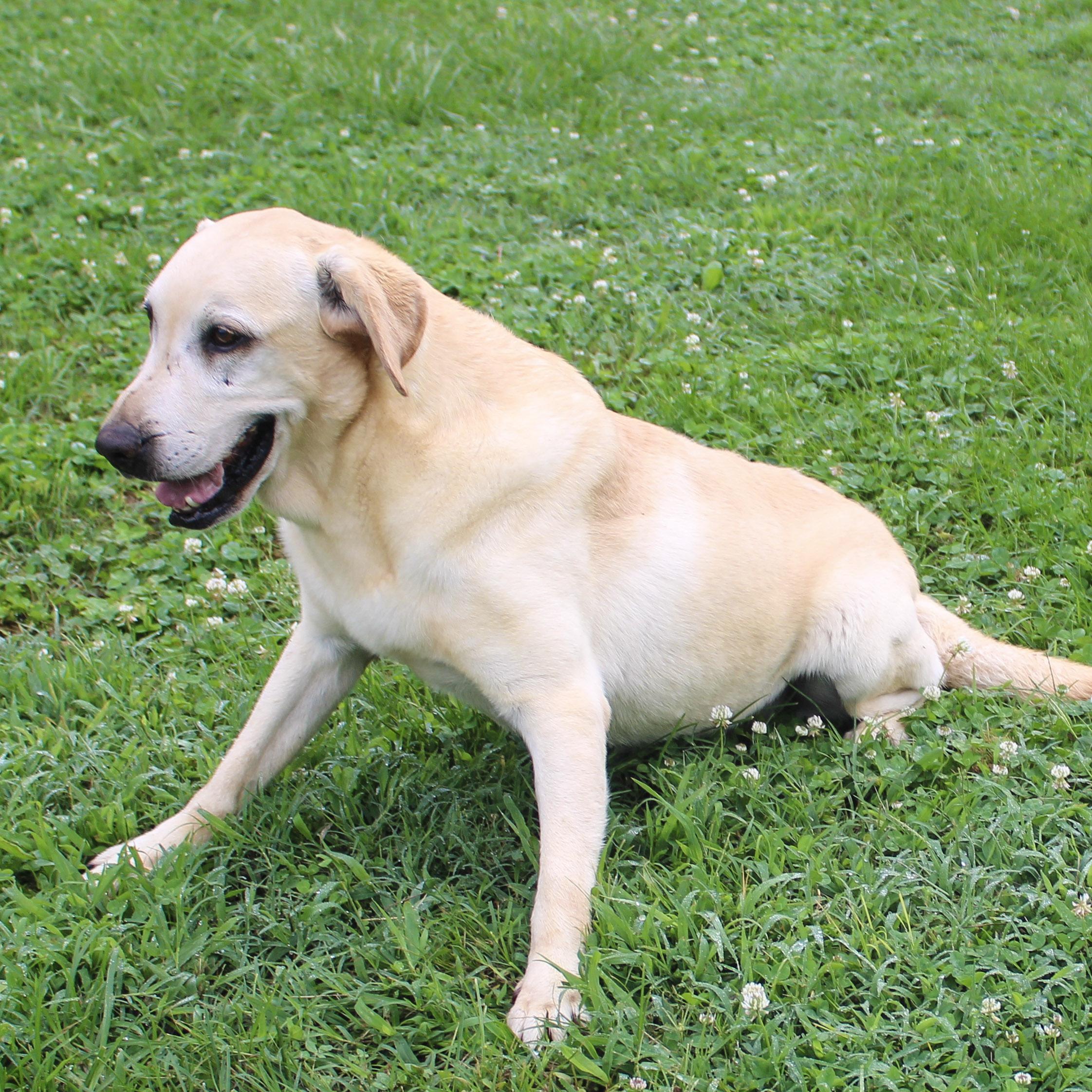 Smartie, an adoptable Labrador Retriever in Neosho, MO image 3/4