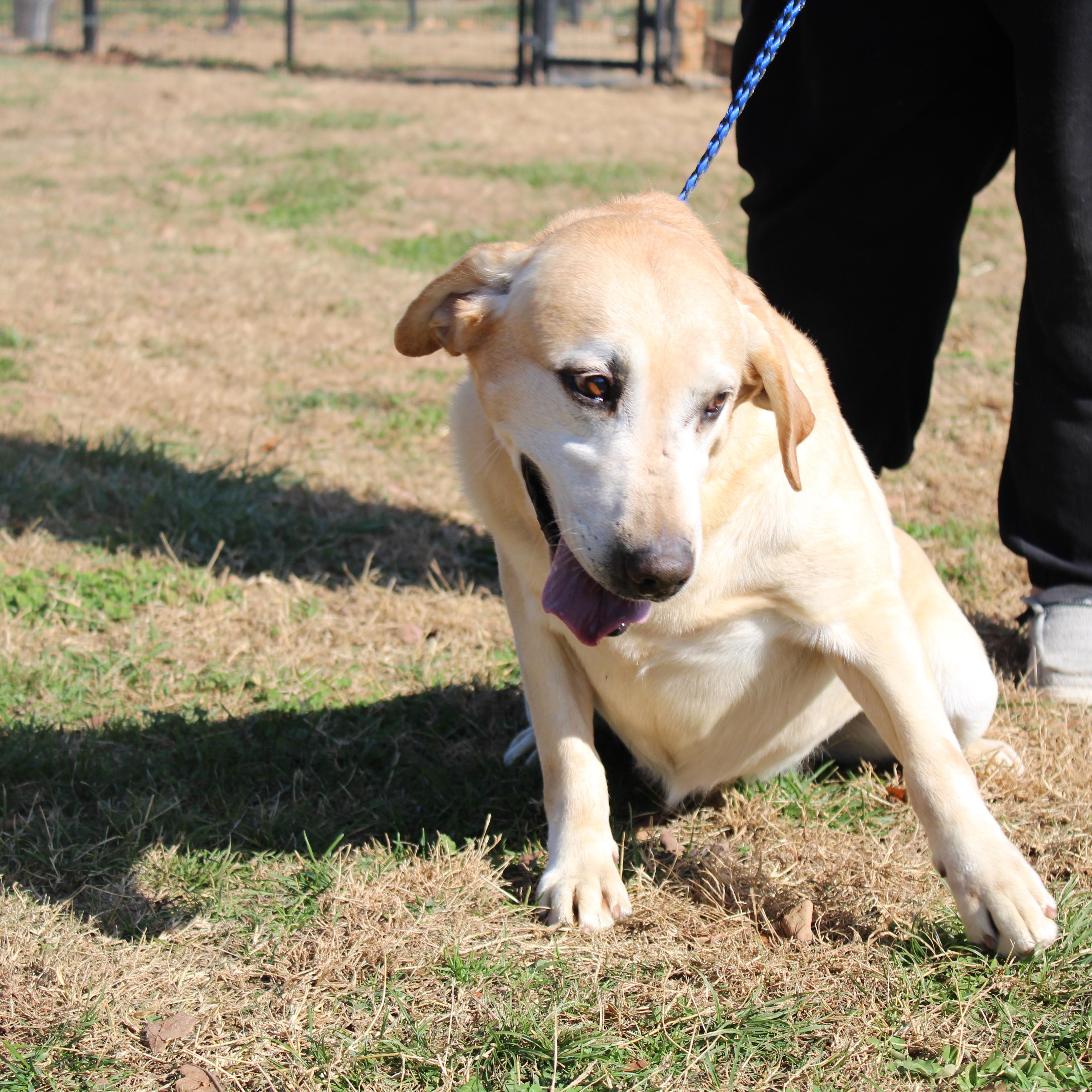Enlarge Smartie, an adoptable Labrador Retriever in Neosho, MO image 2/3