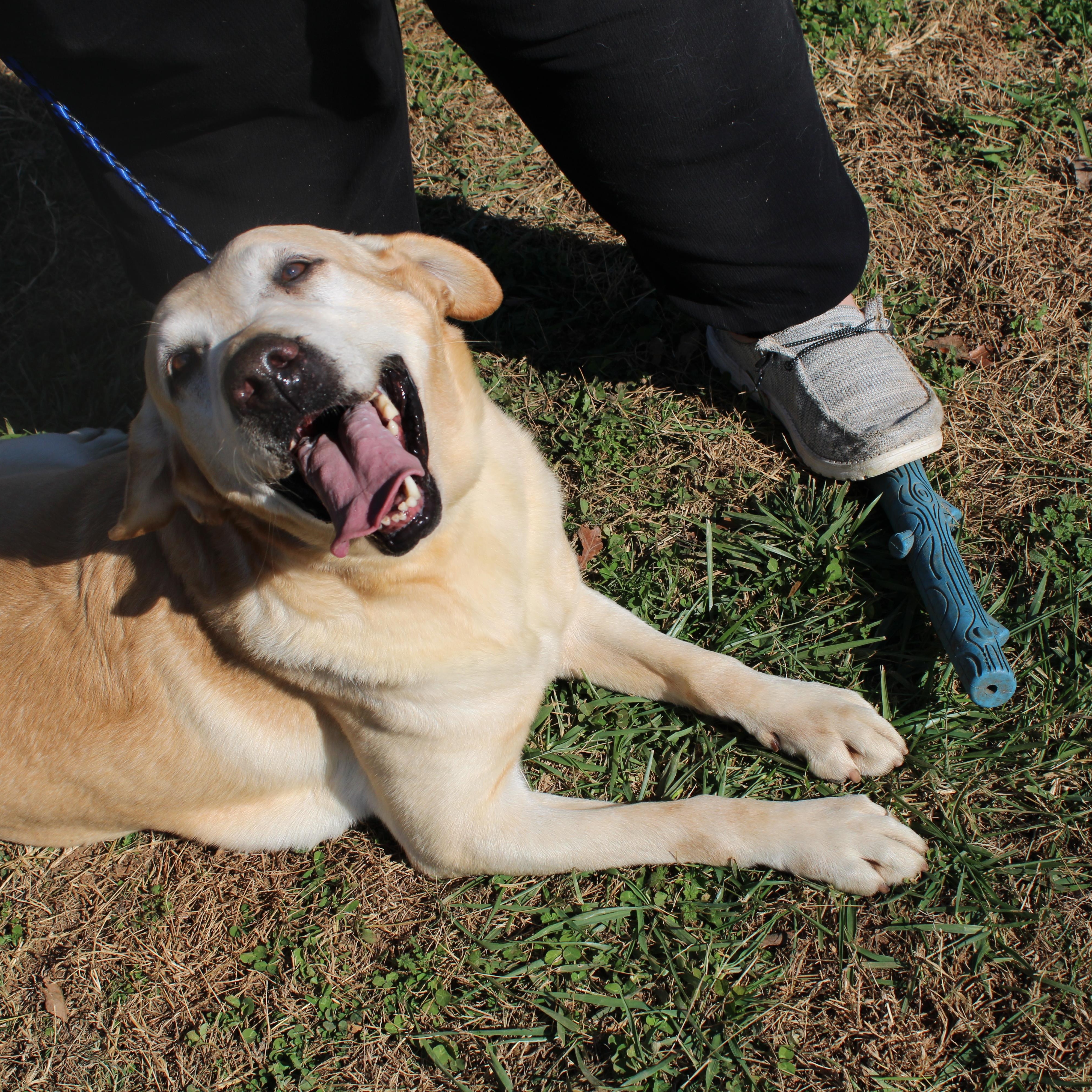 Enlarge Smartie, an adoptable Labrador Retriever in Neosho, MO image 1/3