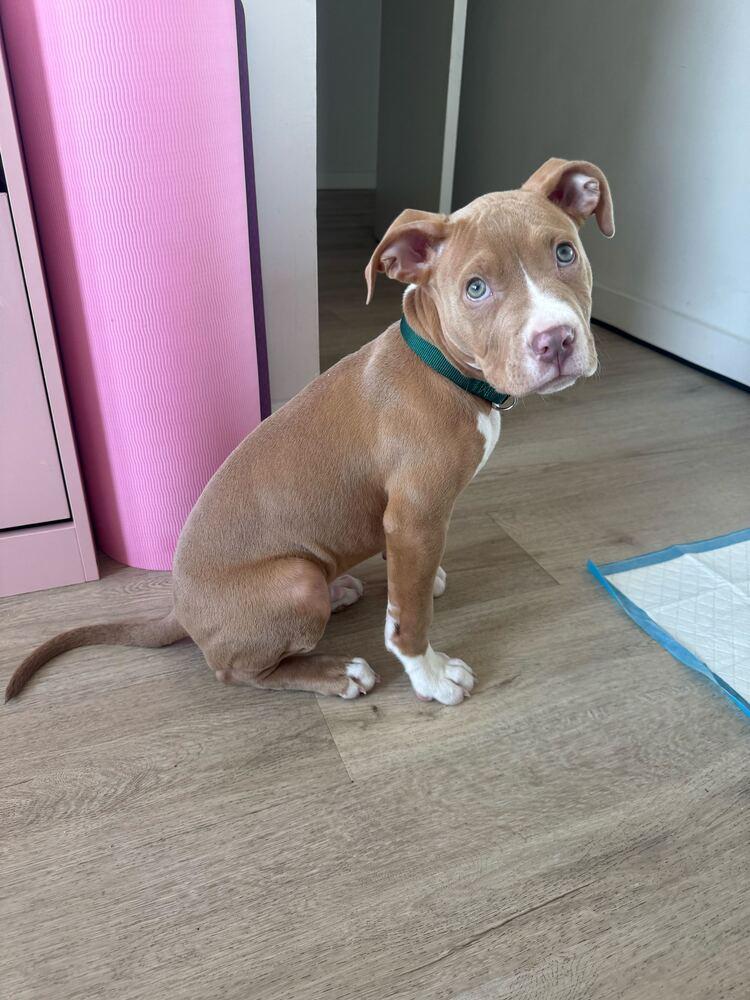 Enlarge Hunter, a Adoptable mixed breed in New York, NY image 1/6