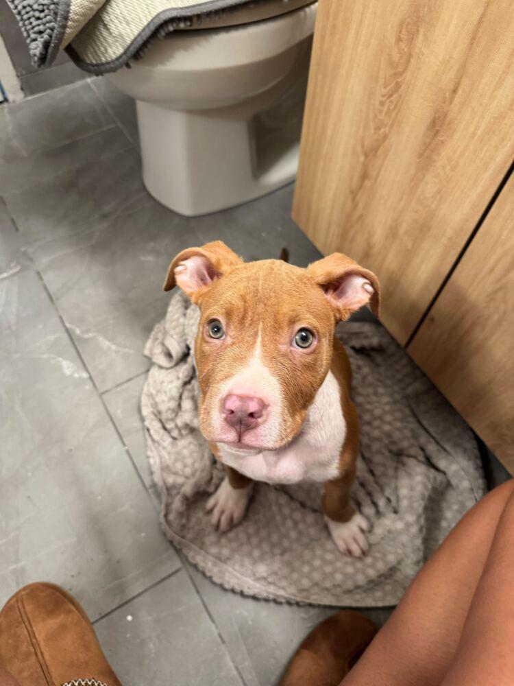 Enlarge Hunter, a Adoptable mixed breed in New York, NY image 2/6