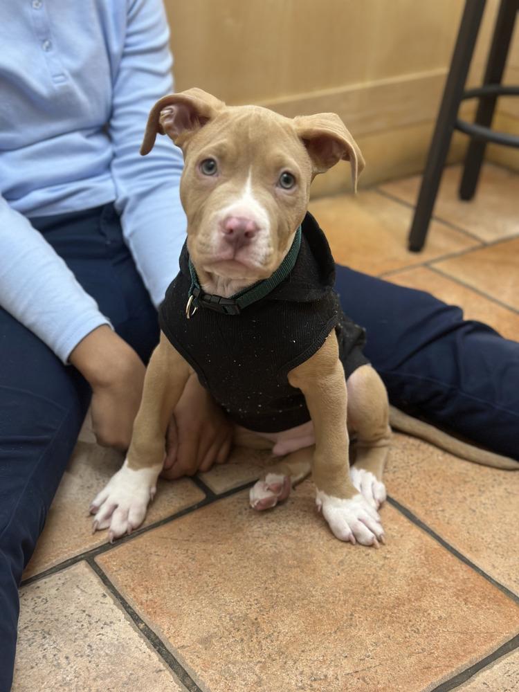 Enlarge Hunter, a Adoptable mixed breed in New York, NY image 3/6