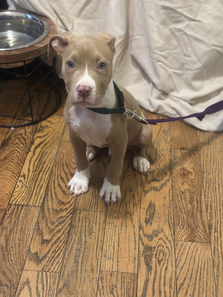 Enlarge Hunter, a Adoptable mixed breed in New York, NY image 4/6