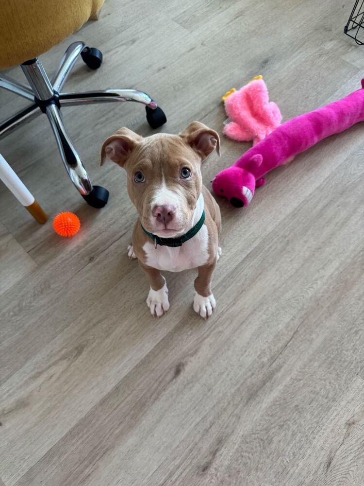 Enlarge Hunter, a Adoptable mixed breed in New York, NY image 5/6