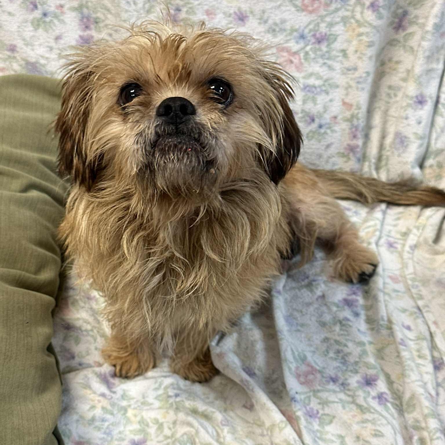 RUDY, Adopted, Adult Male Brussels Griffon.