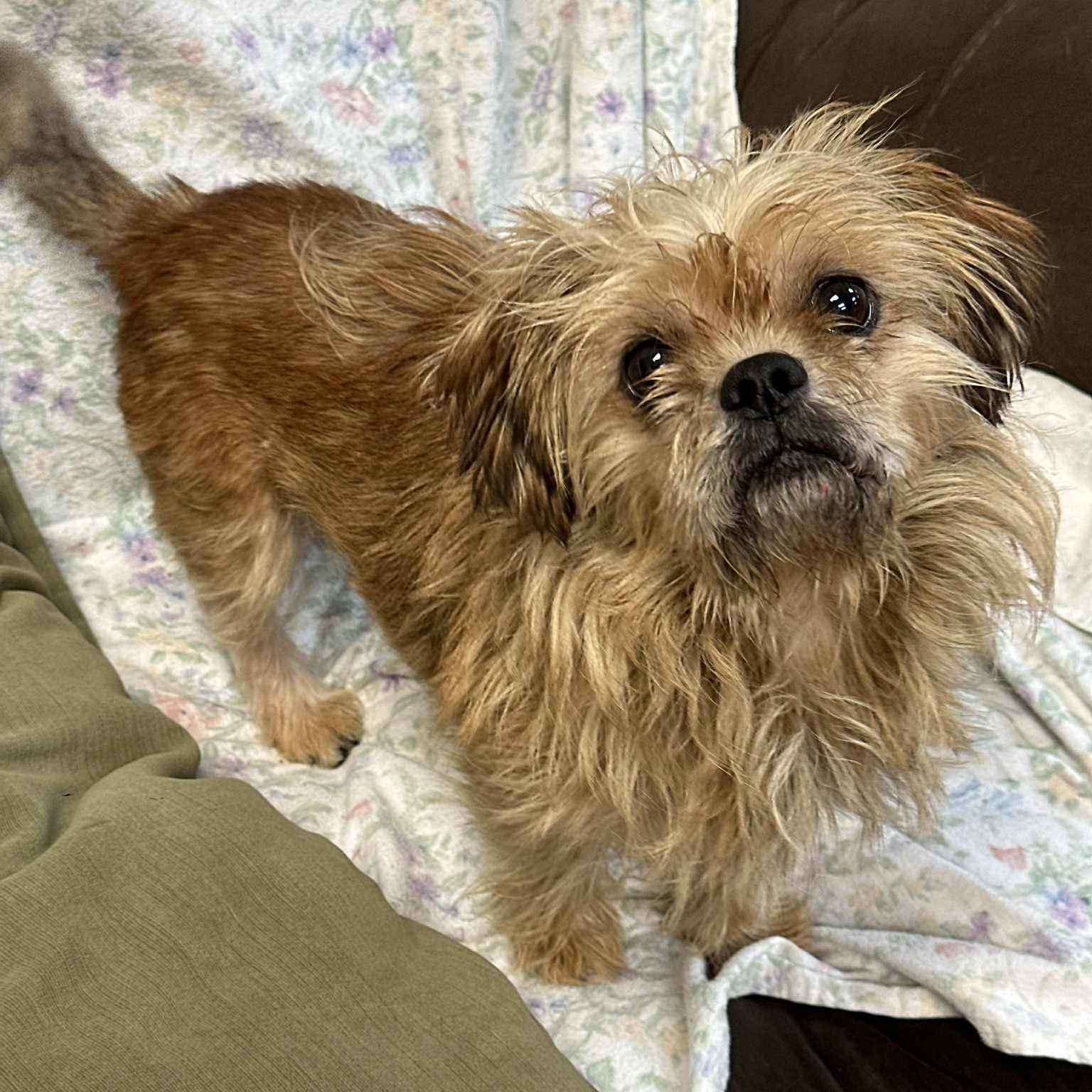 Enlarge RUDY, a Adopted mixed breed in Ukiah, CA image 2/4