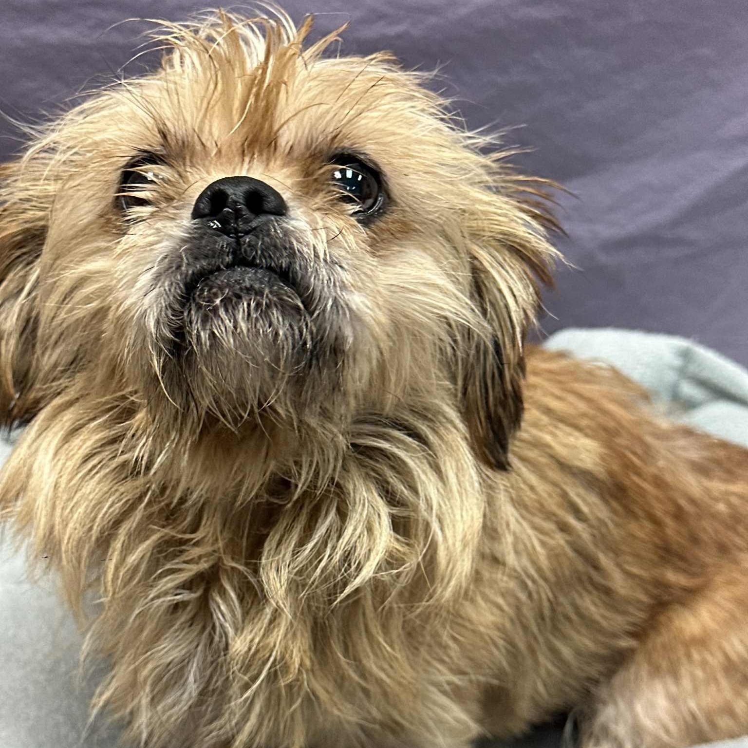 Enlarge RUDY, a Adopted mixed breed in Ukiah, CA image 3/4