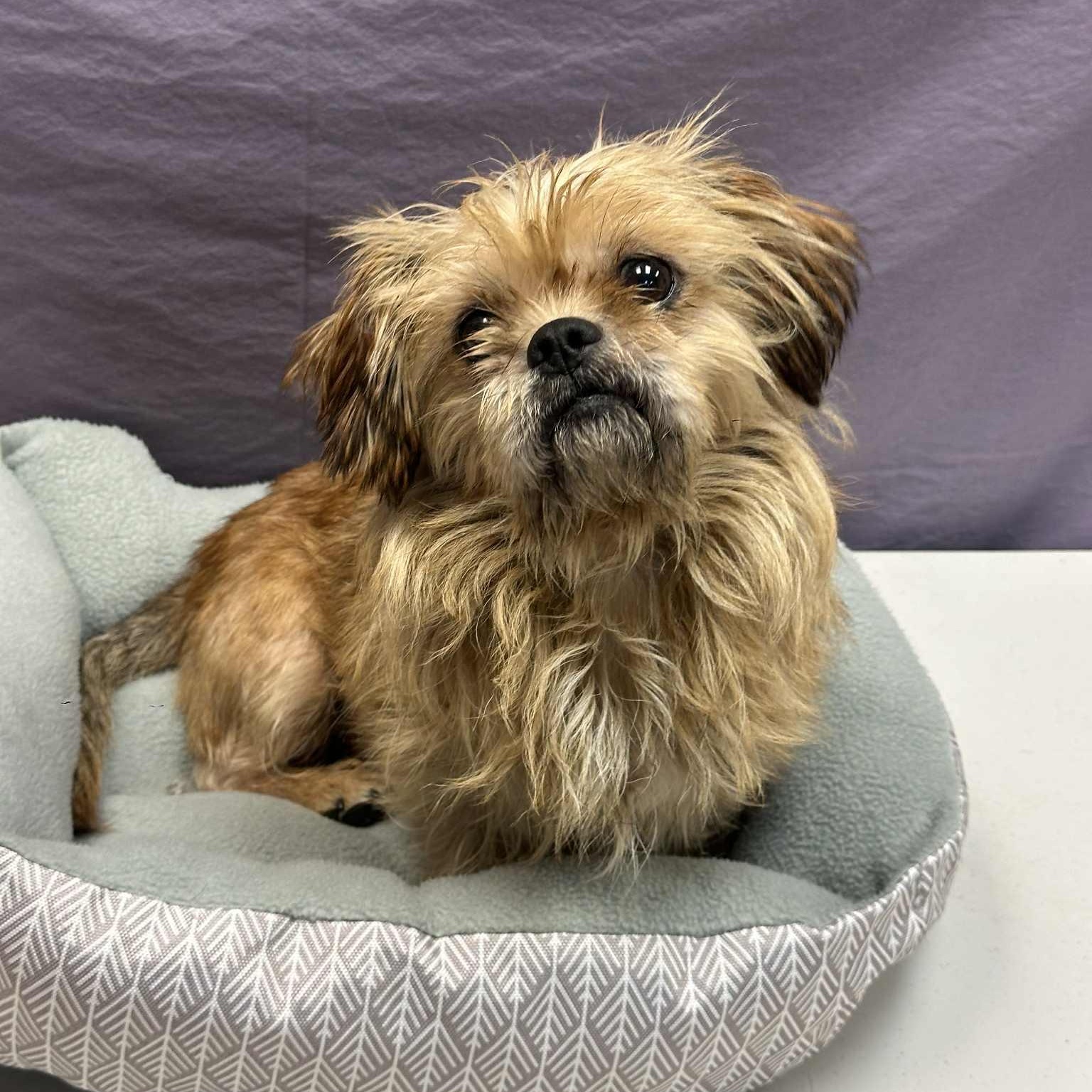 Enlarge RUDY, a Adopted mixed breed in Ukiah, CA image 4/4