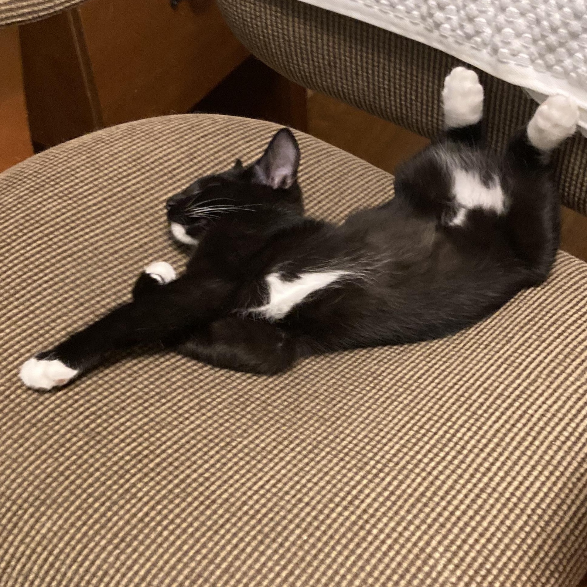 Enlarge Magic, a Adoptable mixed breed in Morganton, NC image 3/3