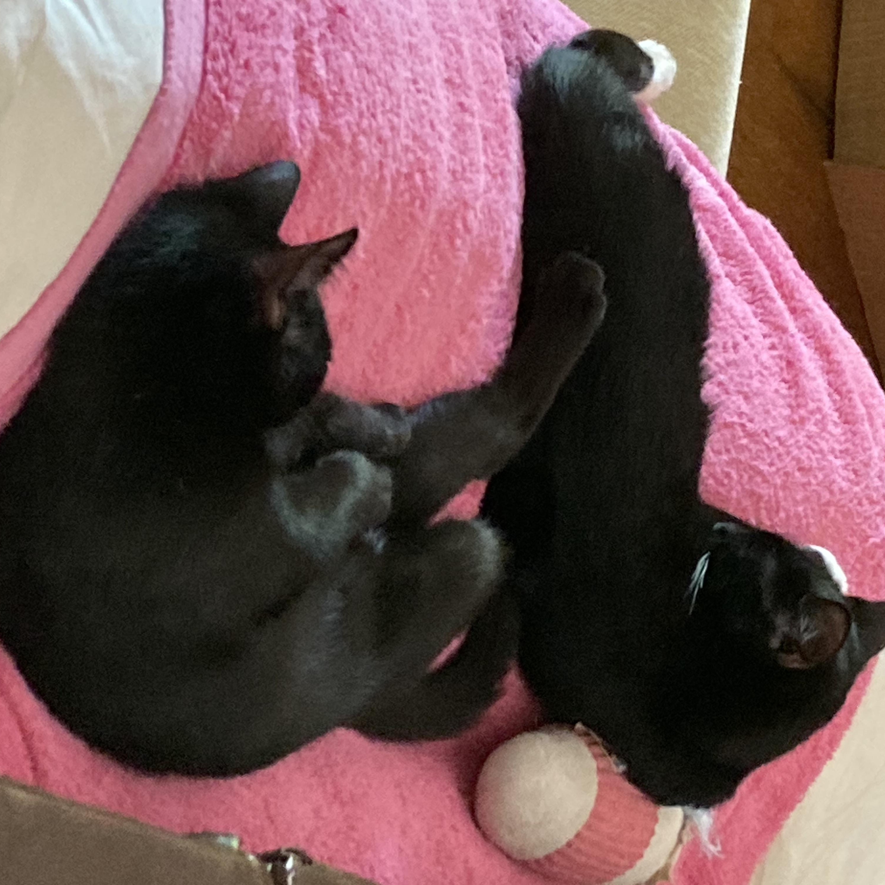 Magic & Minnie