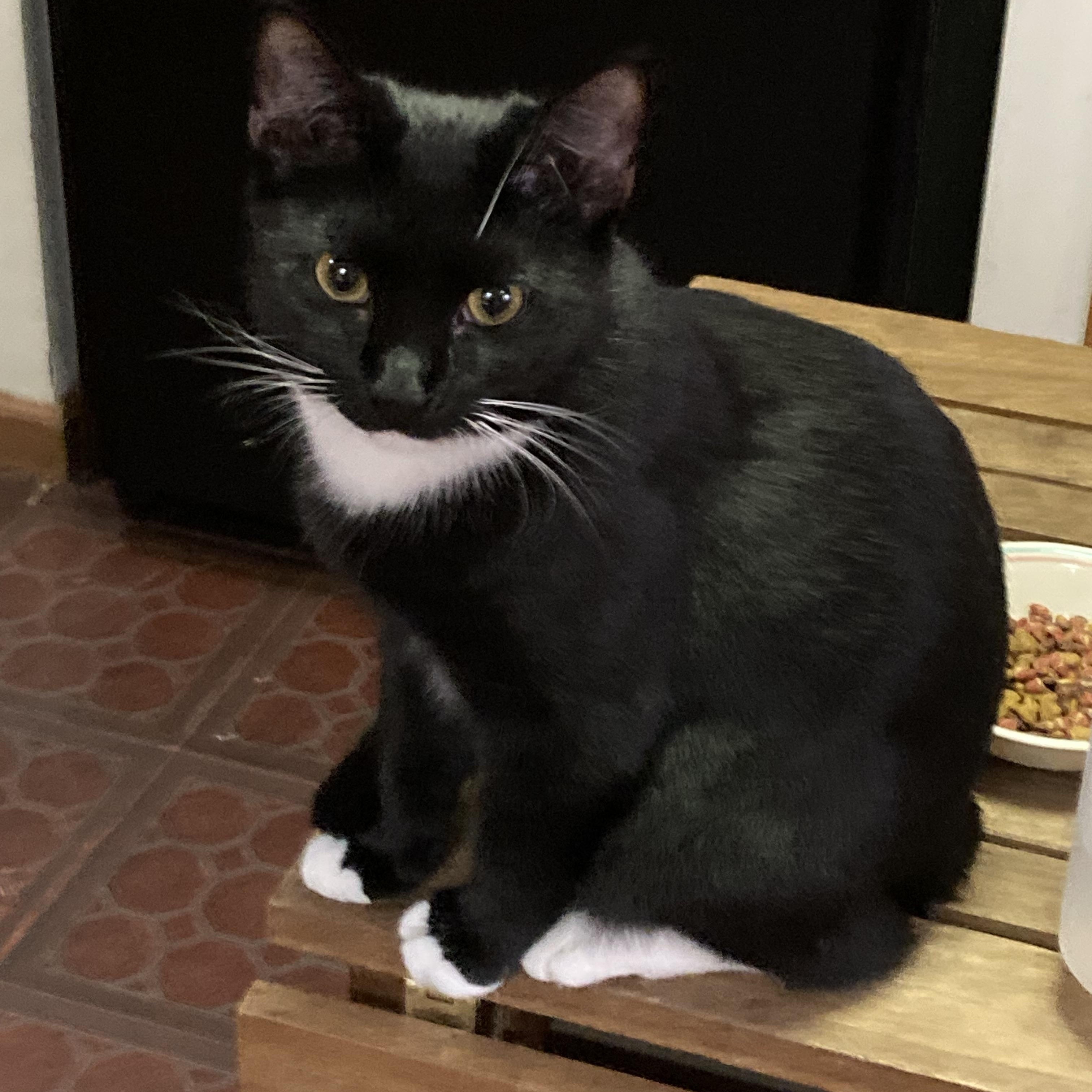 Magic, Adoptable, Kitten Female Domestic Short Hair.