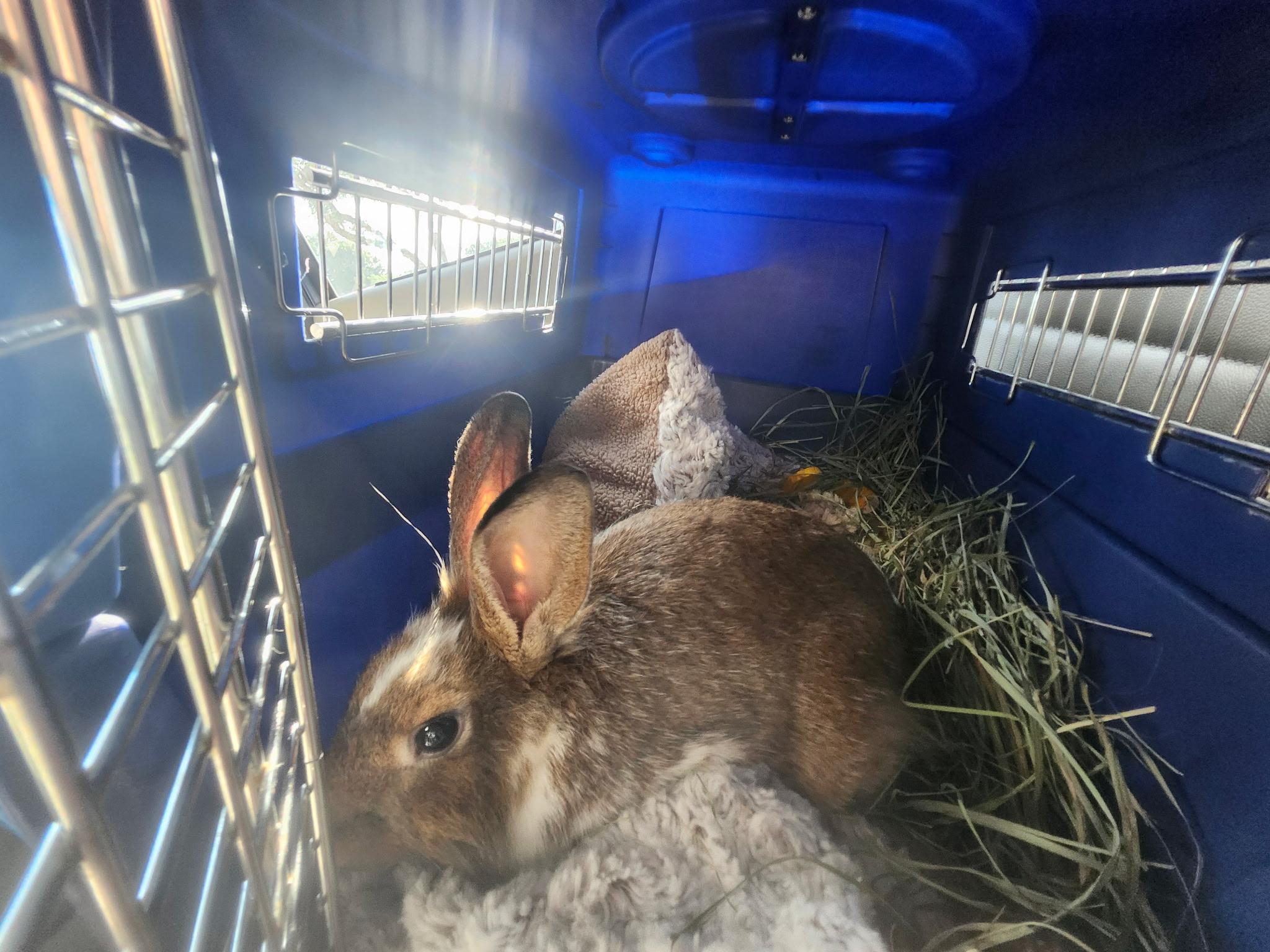 Enlarge Bambi, a Adopted mixed breed in Midlothian, VA image 2/2