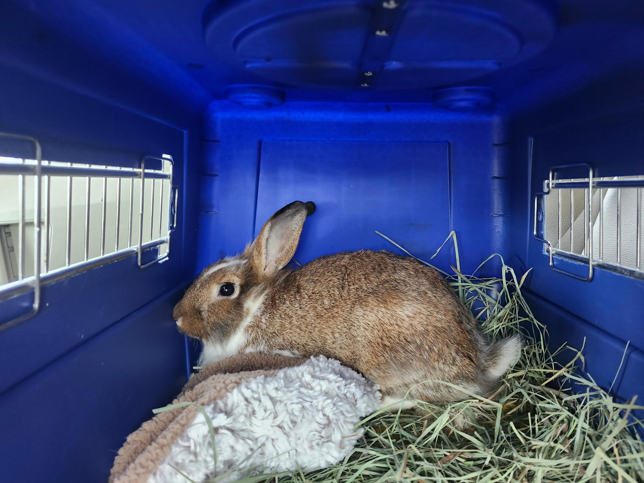 Enlarge Bambi, a Adopted mixed breed in Midlothian, VA image 1/2
