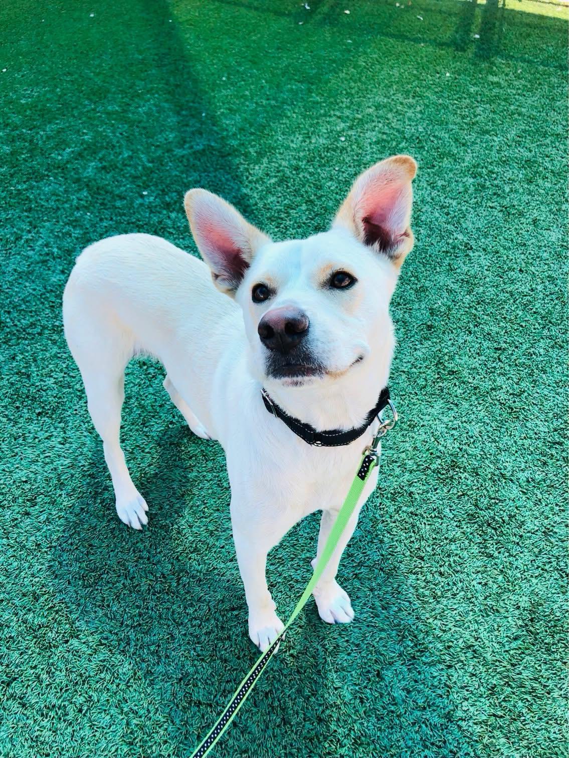 Enlarge LUKE, a Adoptable mixed breed in Arroyo Grande, CA image 6/6