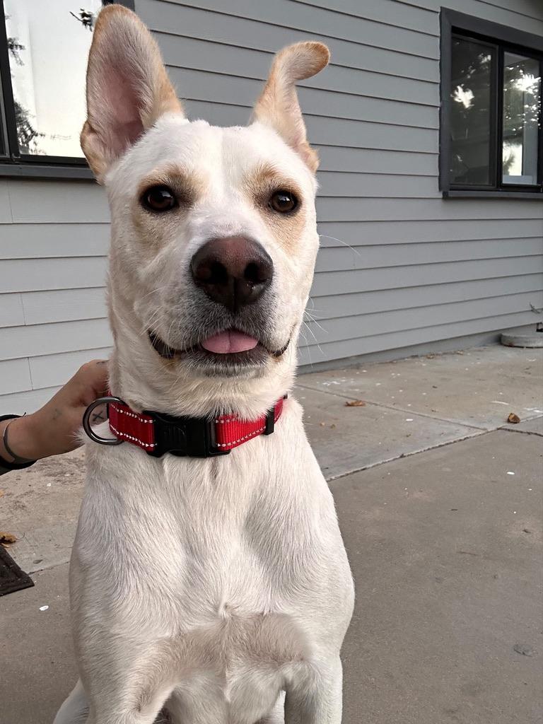 Enlarge LUKE, a Adoptable mixed breed in Arroyo Grande, CA image 2/6
