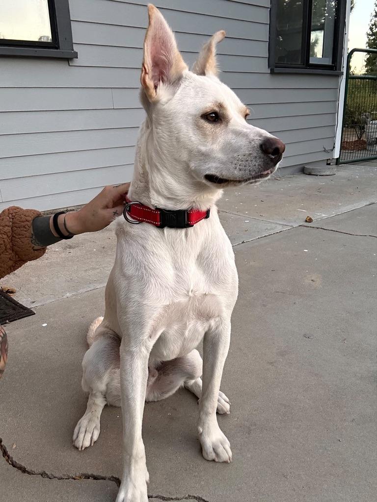 Enlarge LUKE, a Adoptable mixed breed in Arroyo Grande, CA image 3/6