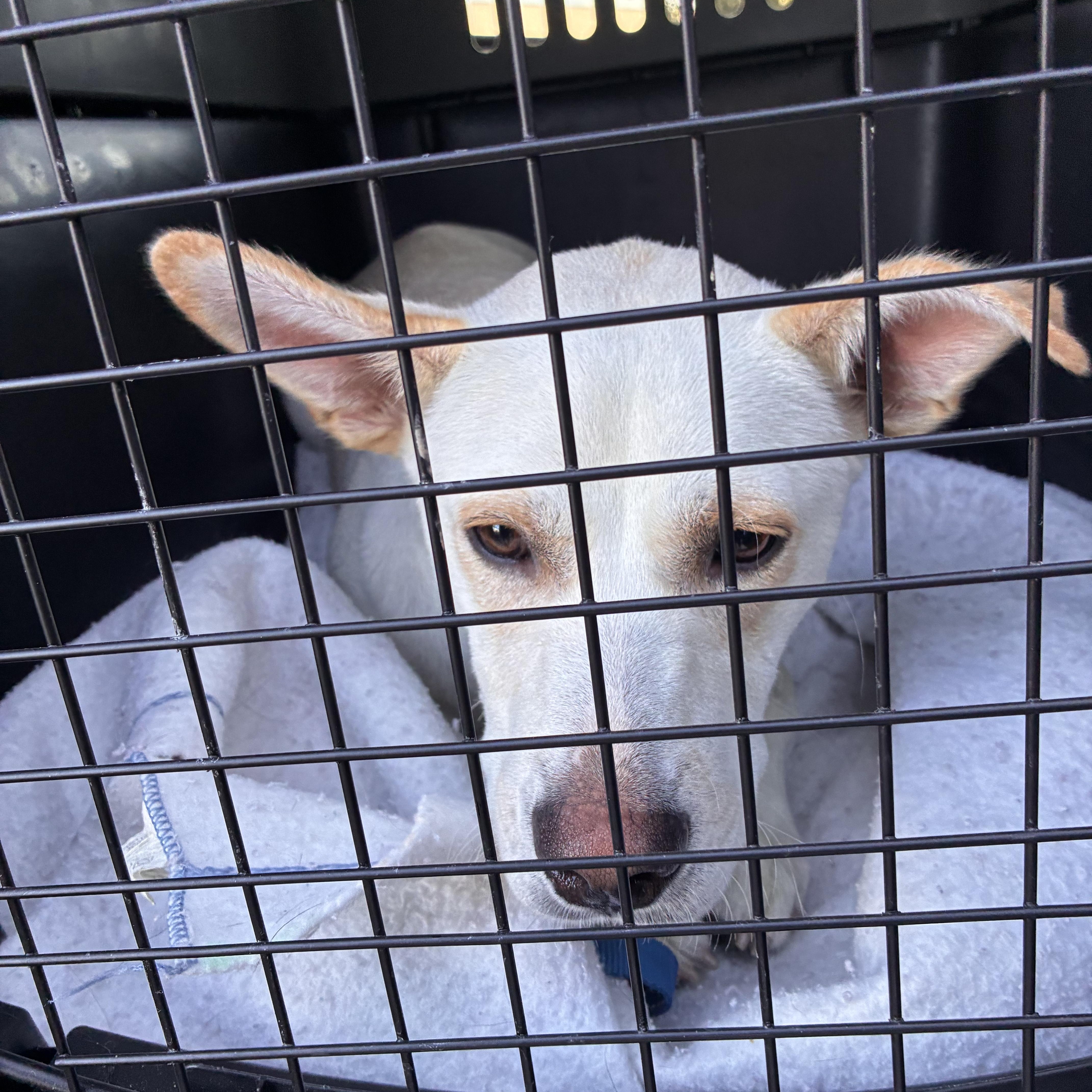 Enlarge LUKE, a Adoptable mixed breed in Arroyo Grande, CA image 4/6