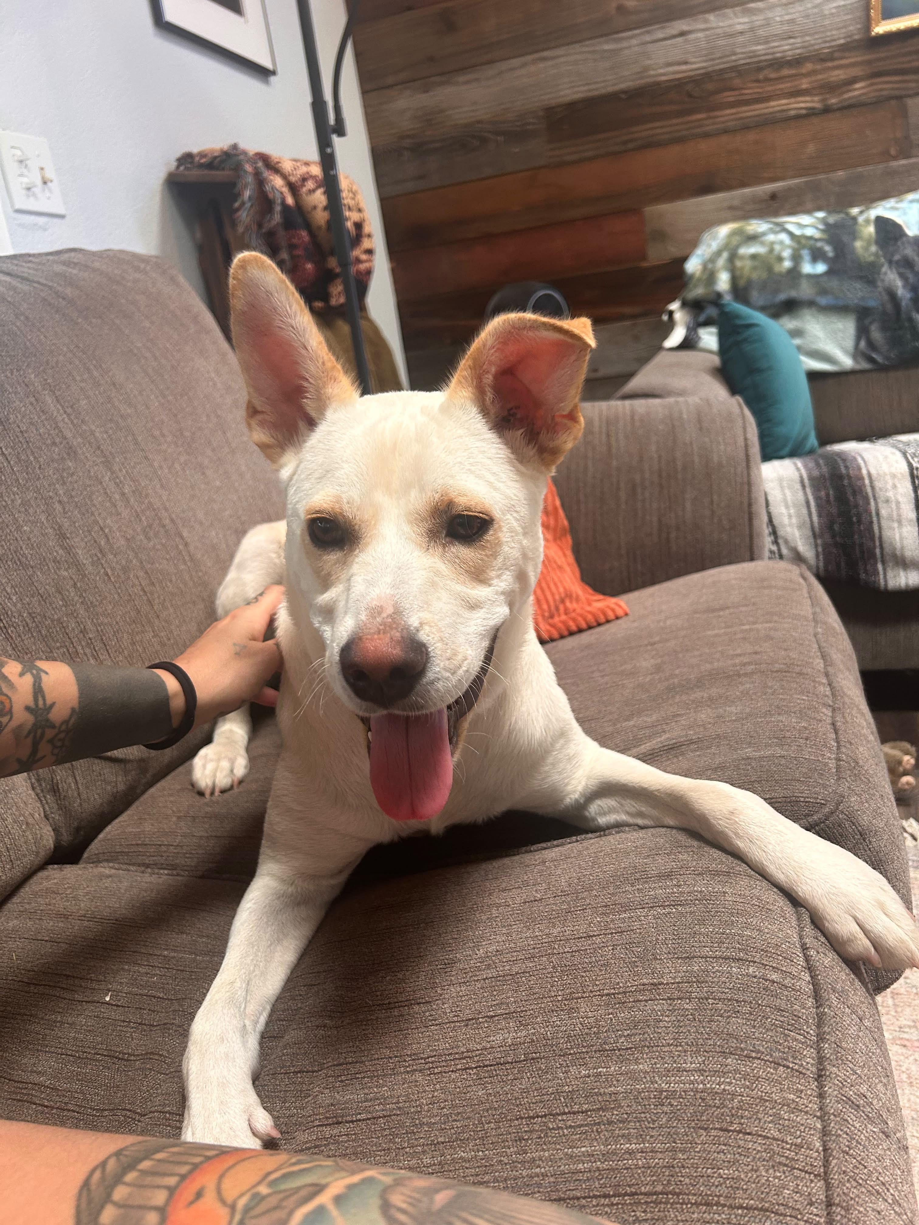 LUKE, Adoptable, Adult Male Yellow Labrador Retriever & German Shepherd Dog.
