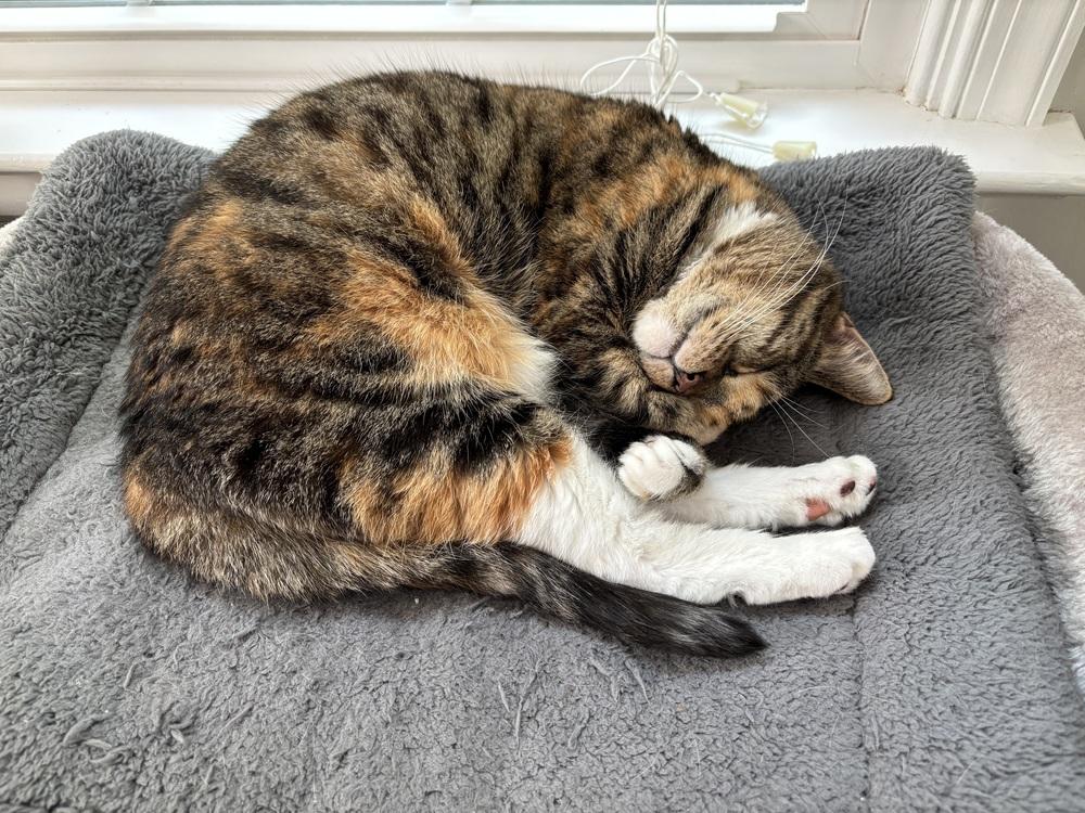 Sedona (adoption fee $50), Adoptable, Adult Female Domestic Short Hair.