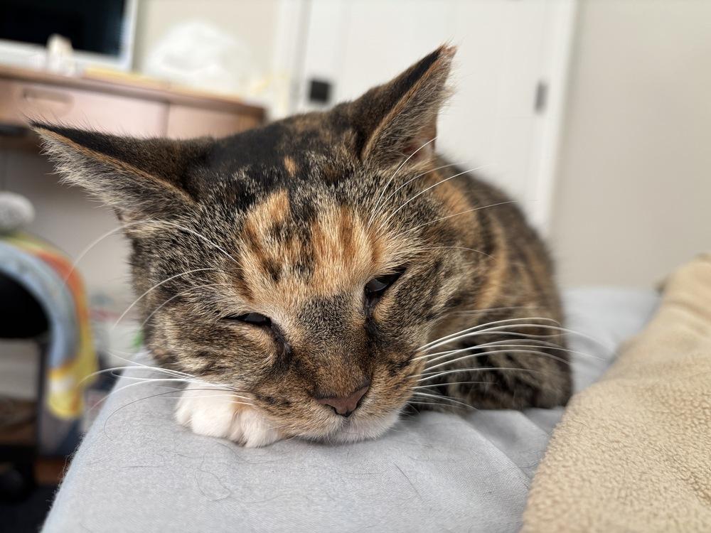 Enlarge Sedona (adoption fee $50), a Adoptable mixed breed in Henrico, VA image 2/6