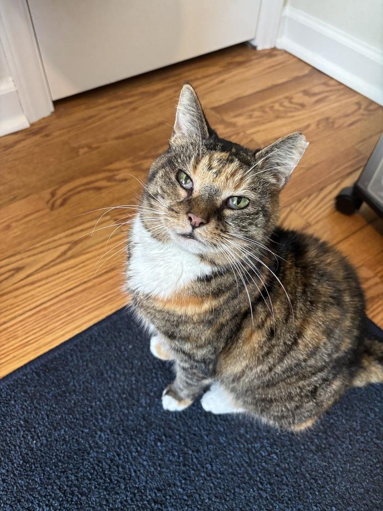 Enlarge Sedona (adoption fee $50), a Adoptable mixed breed in Henrico, VA image 3/6