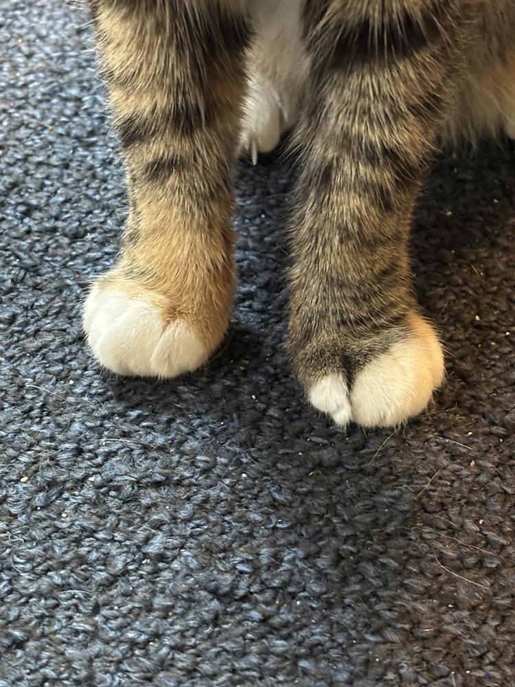 Enlarge Sedona (adoption fee $50), a Adoptable mixed breed in Henrico, VA image 4/6