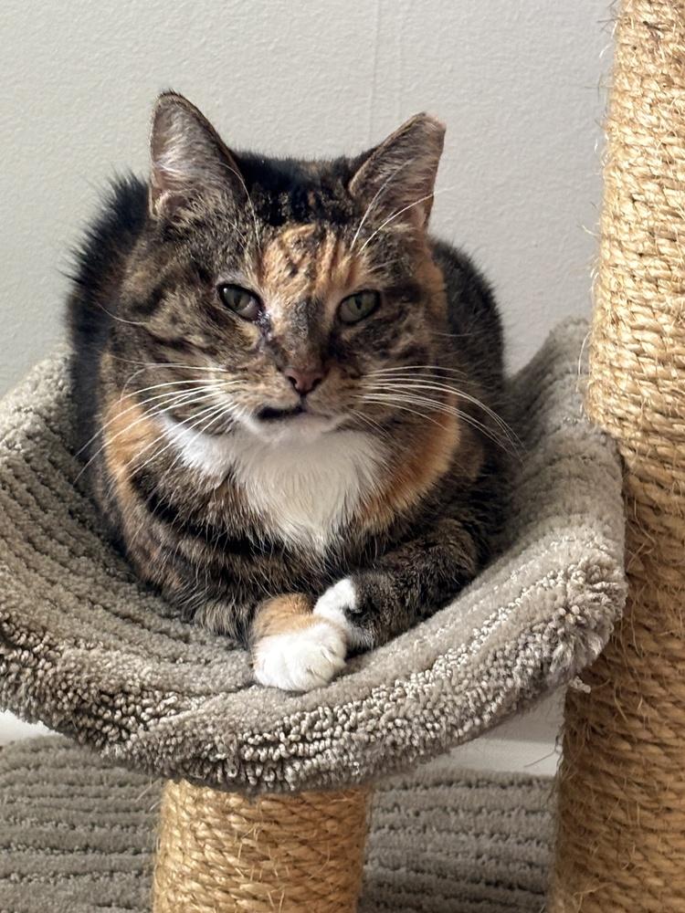 Enlarge Sedona (adoption fee $50), a Adoptable mixed breed in Henrico, VA image 5/6