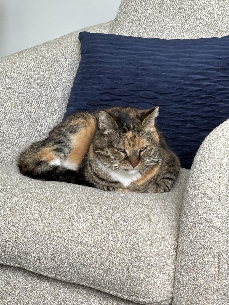 Enlarge Sedona (adoption fee $50), a Adoptable mixed breed in Henrico, VA image 6/6