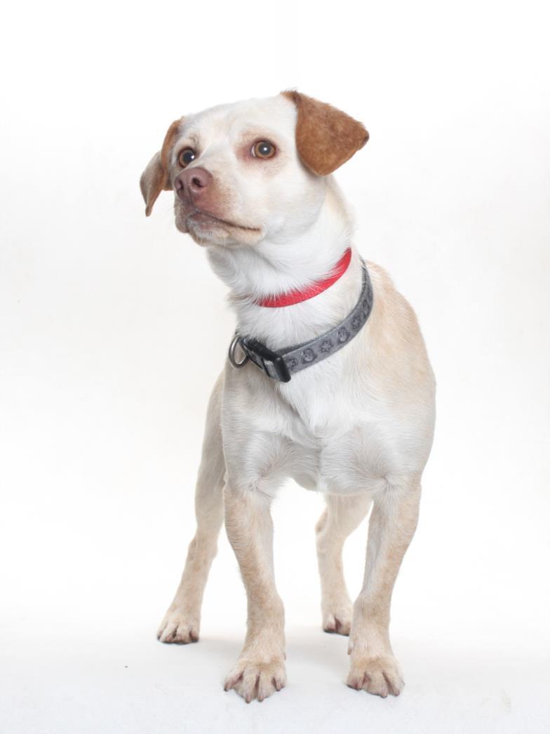 CHICO, Adoptable, Adult Male Chihuahua & Beagle.