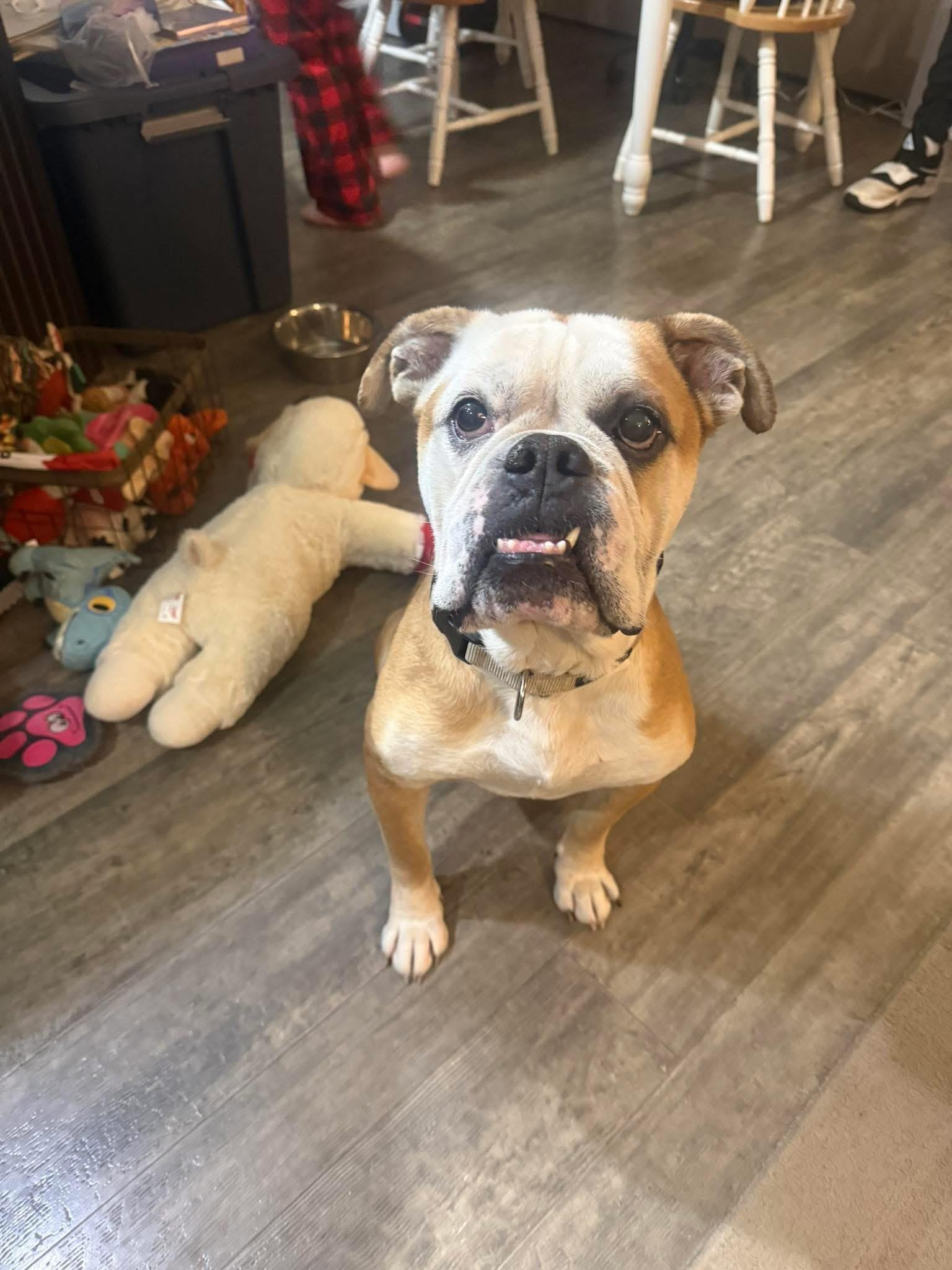 ENZO — thumbnail 2