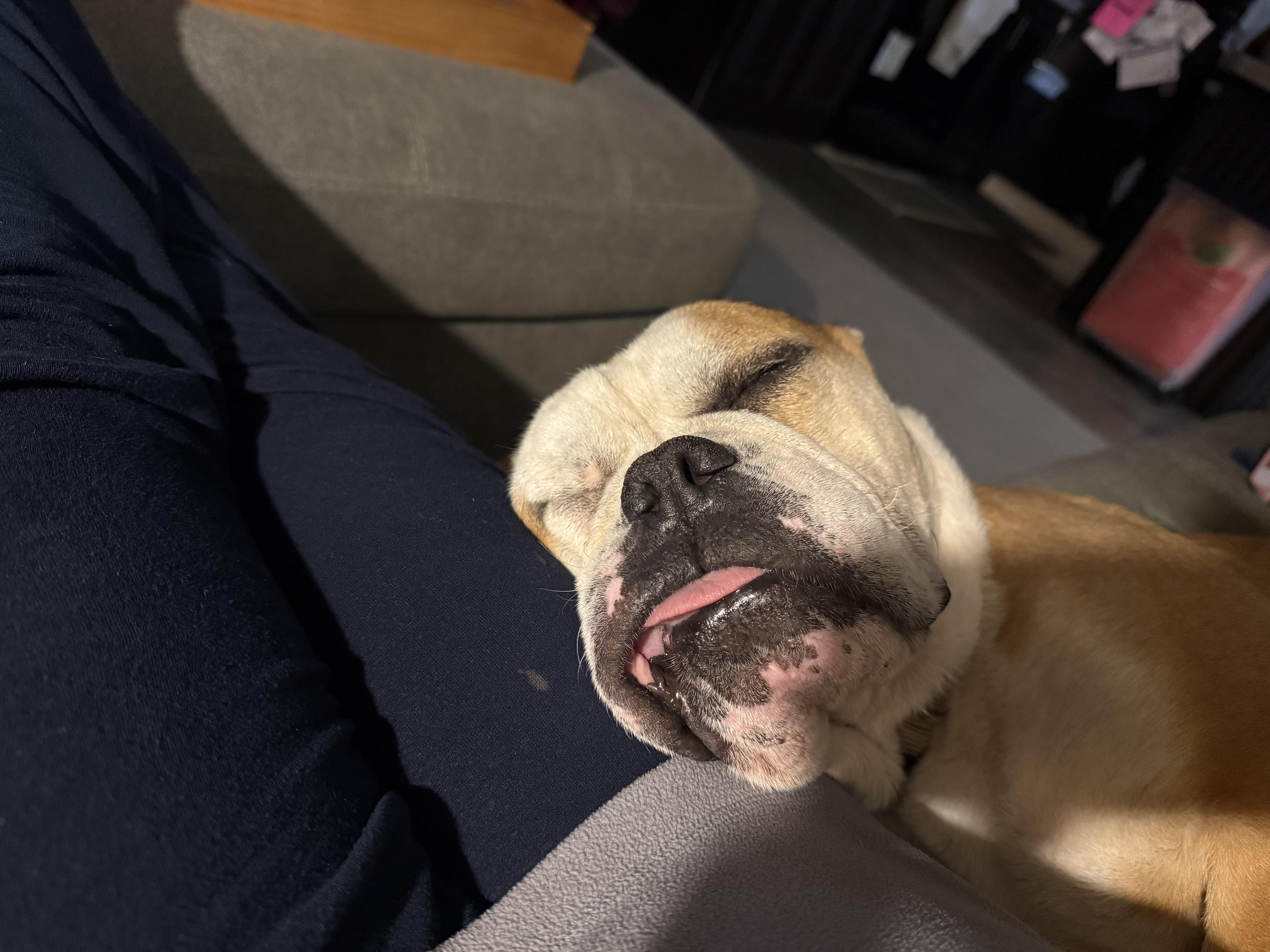 ENZO — thumbnail 4