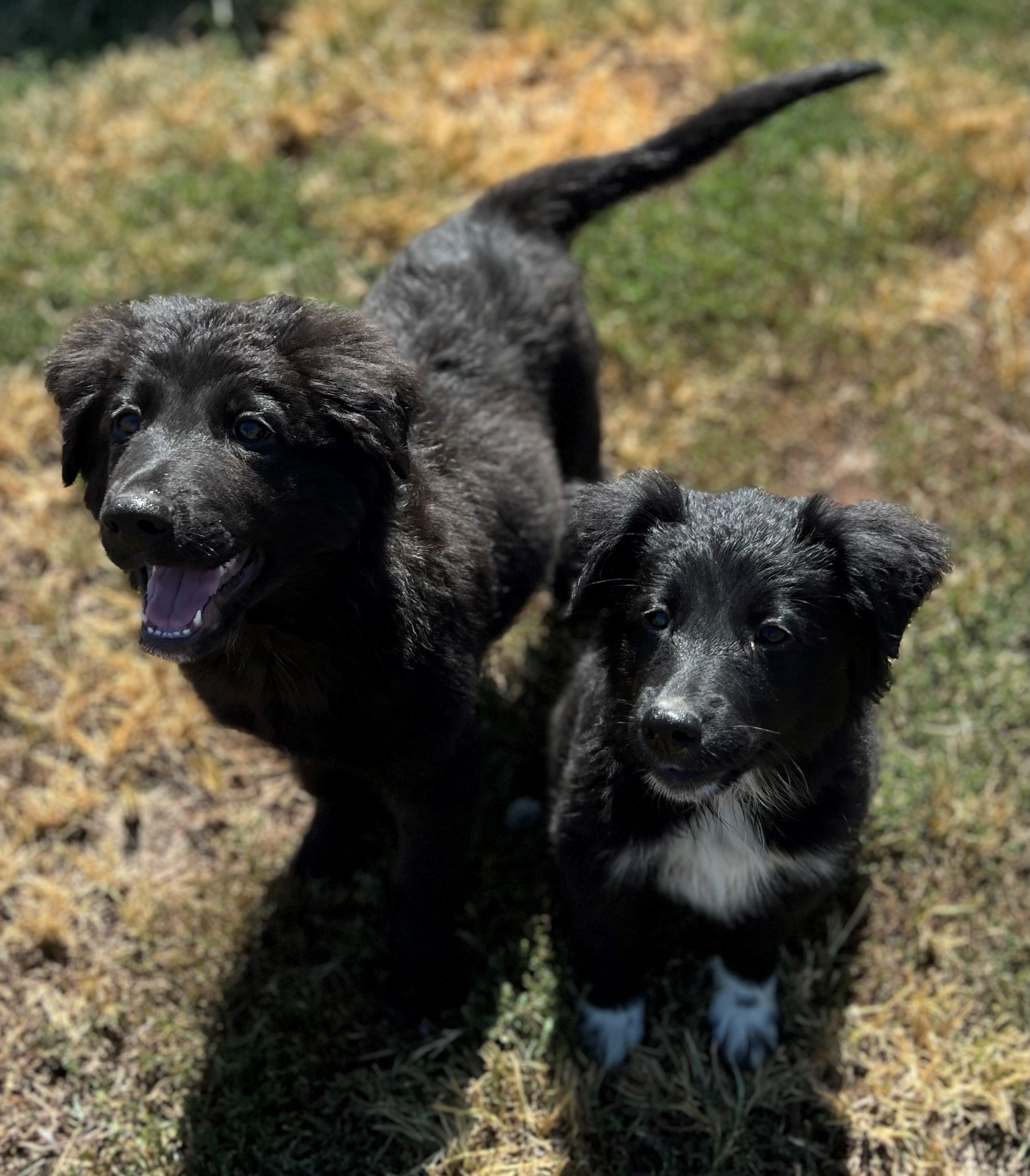 Dog for adoption Max, a Border Collie Mix in Siloam Springs, AR Petfinder