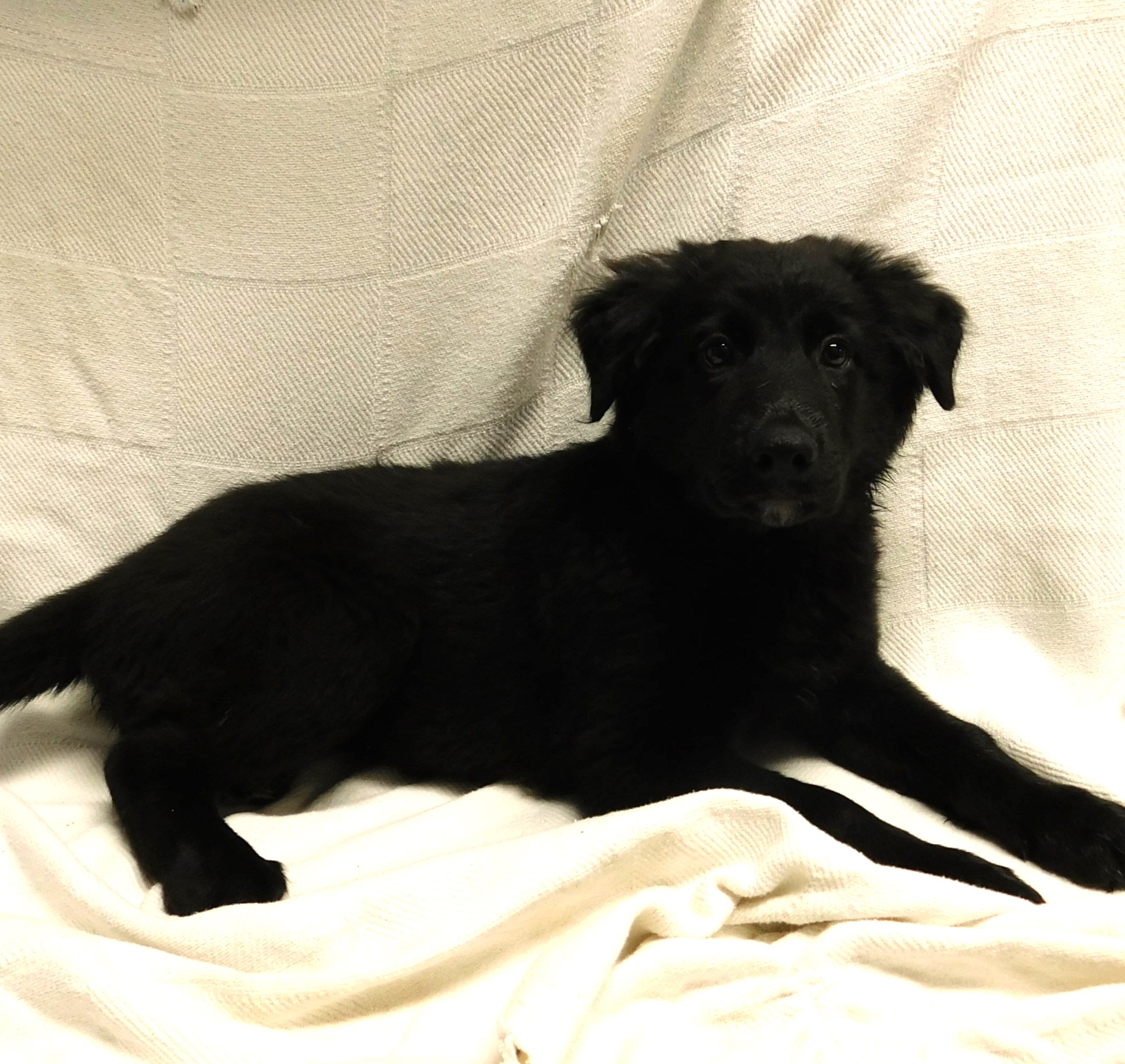 Dog for adoption Max, a Border Collie Mix in Siloam Springs, AR Petfinder