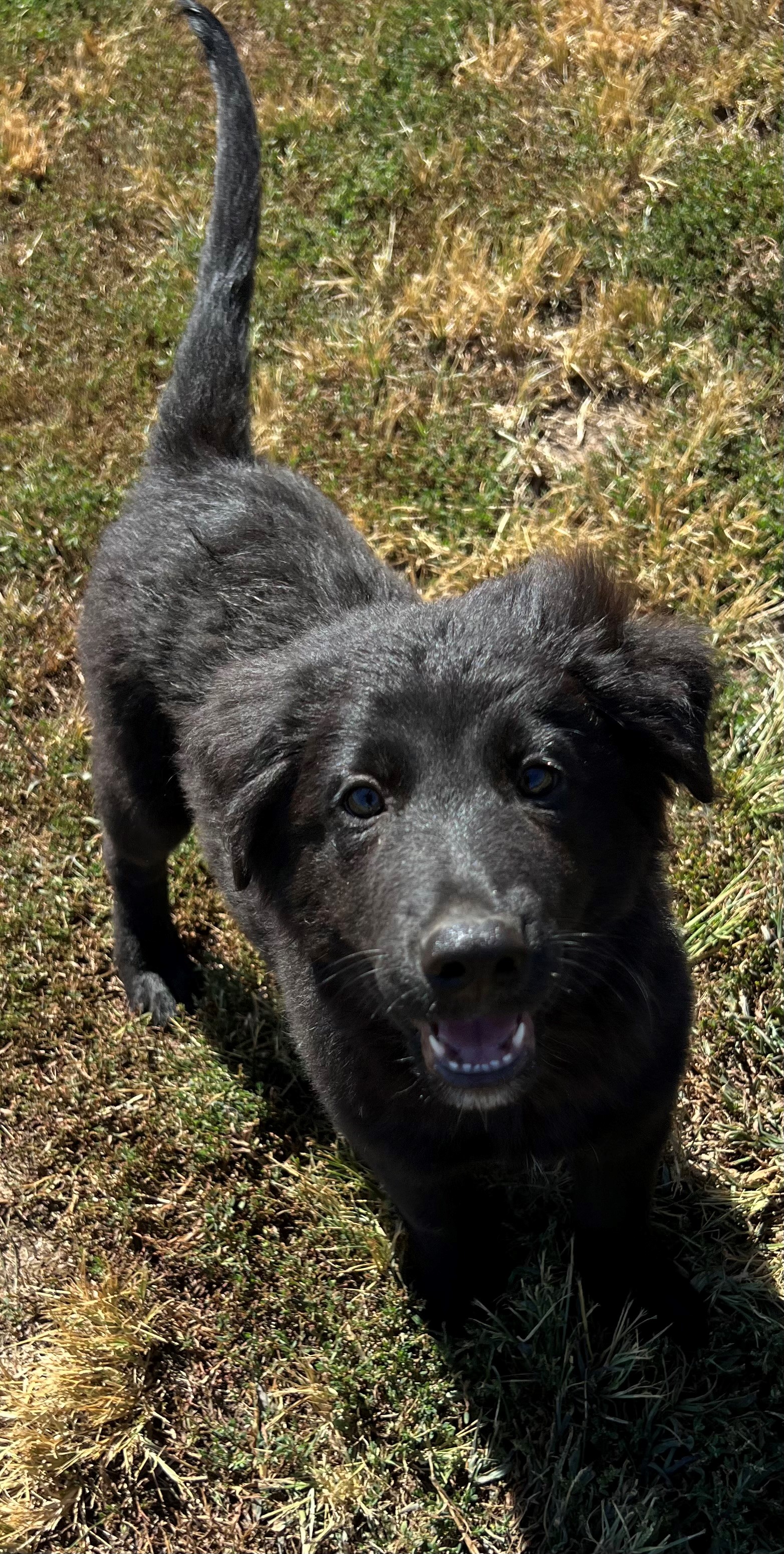 Dog for adoption Max, a Border Collie Mix in Siloam Springs, AR Petfinder