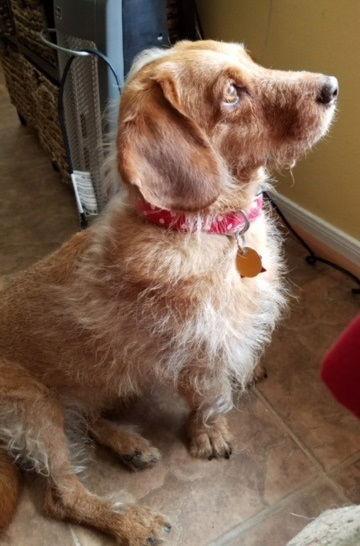 Kramer, Adopted, Young Male Dachshund & Golden Retriever.