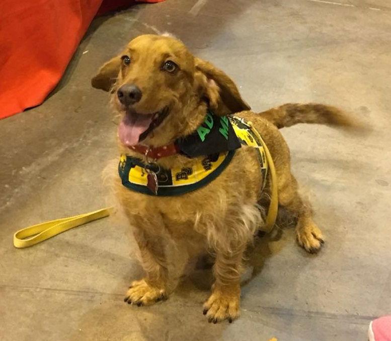 Enlarge Kramer, a Adopted mixed breed in Pearland, TX image 2/3